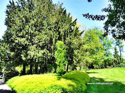 Ogród Botaniczny Arboretum Wojsławice Zdjęcie nr 236 285