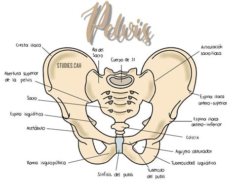 Pelvis Anabela Palacios UDocz