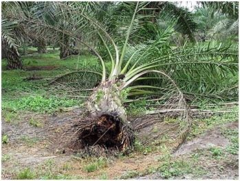 Penyakit Busuk Pangkal Batang Pada Kelapa Sawit Agrokompleks Kita