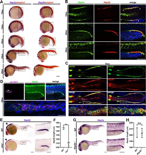 Tfap2a And Tfap2b Are Expressed In Dynamic Overlapping Domains In