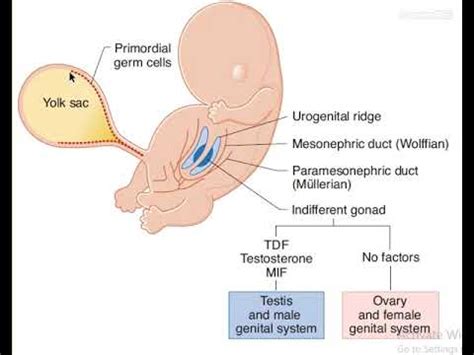 Development Of The Testes And Ovary Part Youtube