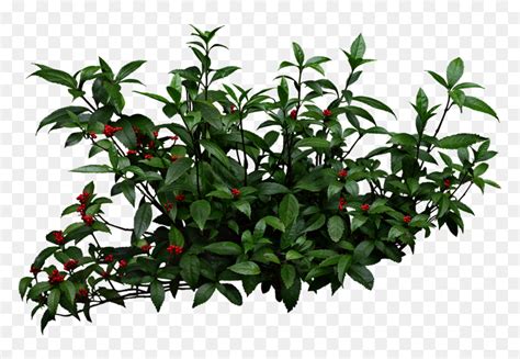 Shrubs Png Transparent Png Vhv