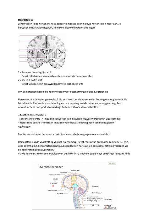 Biologie Hoofdstuk 13 En 14 Zenuwstelsel Nectar 4e Editie