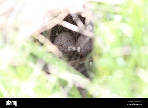 usfwsmtnprairie 14444500805 Western Meadowlark Nest Stock Photo - Alamy