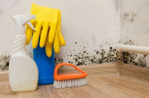 How To Get Rid Of Basement Smell Quick Tips To Get It Done