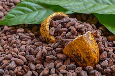 La Historia Del Cacao Galería Del Chocolate