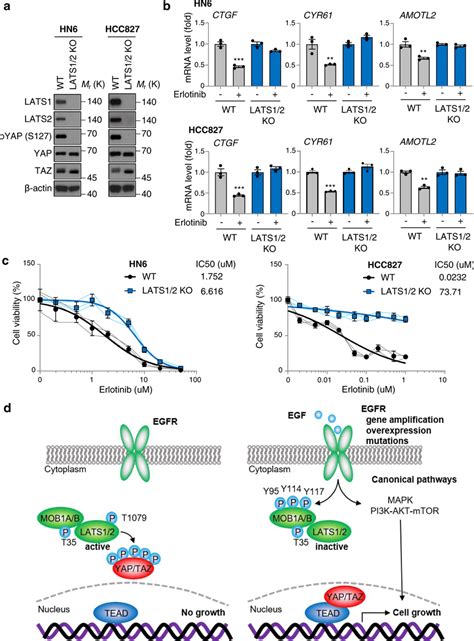 Loss Of Lats12 Confers Resistance To Erlotinib Treatment In Cancer