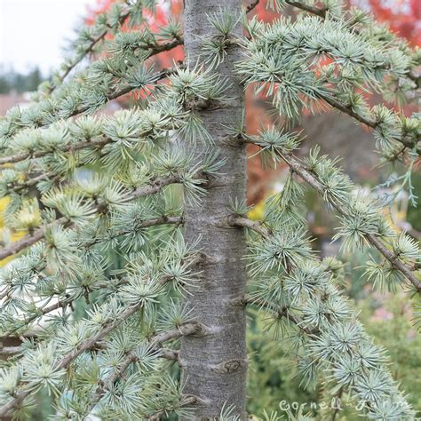 cedrus  glauca pendula gal weeping blue atlas cedar cornell farm