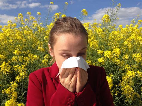 Asma E Rino Congiuntivite Allergica Alle Graminacee Quando Iniziare La