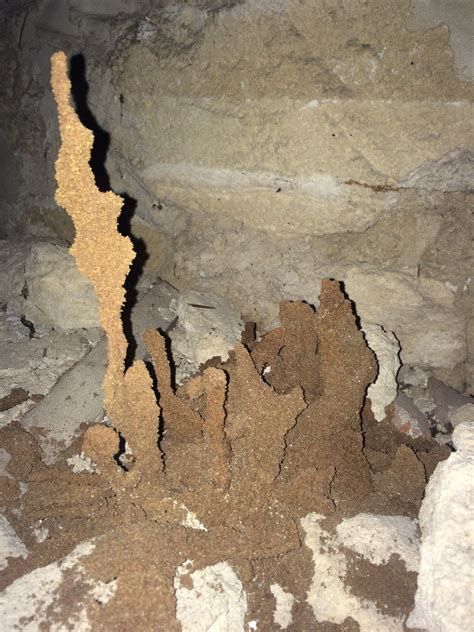 Termite Mud Tubes | Termite Inspections $205 | Termite Services🦎