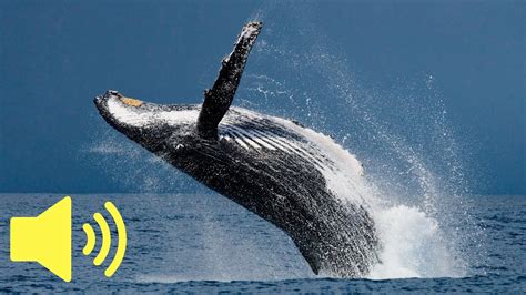 What Does A Whale Sound Like Humpback Whale Animal Sounds Youtube