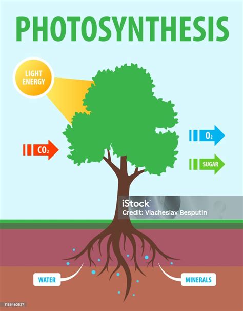 Skema Fotosintesis Pohon Ilustrasi Stok Unduh Gambar Sekarang