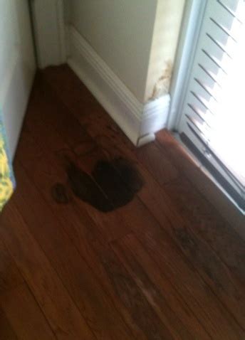 How To Remove Mold And Mildew From Hardwood Floors Floor Roma