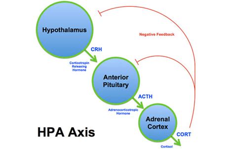 Your Hpa Axis And How It Works Dr Jeda Boughton Vancouver Bc