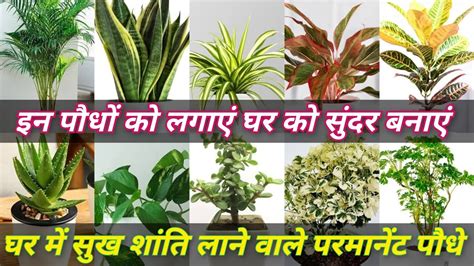 Evergreen Plants Best Lucky Plants Indoor Plantsvastu Plants Best Air Purifier Plants