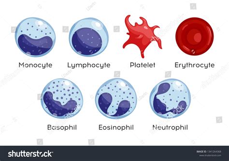 Vector Set Monocyte Lymphocyte Eosinophil Neutrophil Stock Vector