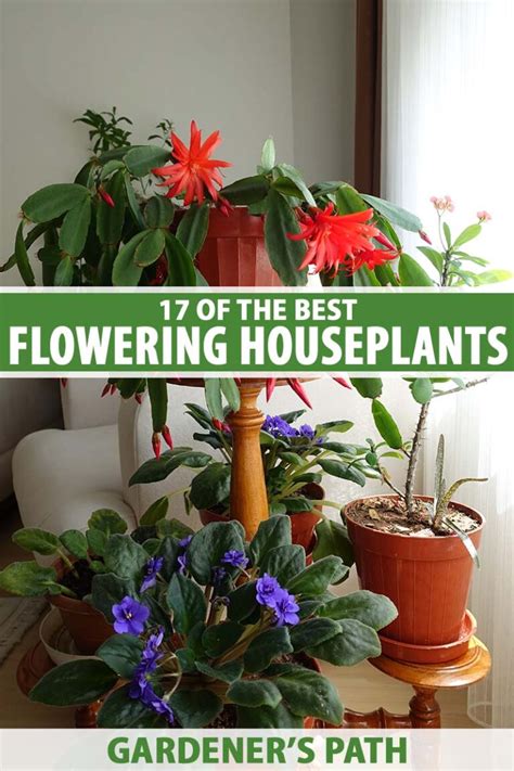 Of The Best Flowering Houseplants To Brighten Up Your Home