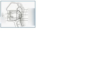 Anatomy Of Oropharynx Diagram Quizlet