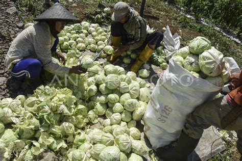 Penambahan Alokasi Pupuk Subsidi Antara Foto