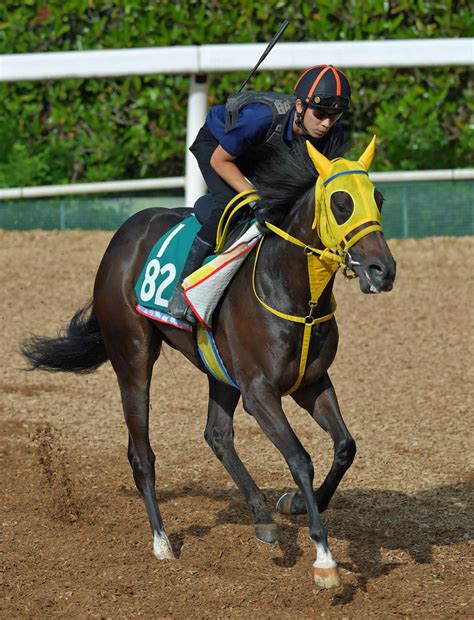 【pog】良血馬アレッサ、初戦からエンジン全開 河村助手「優等生タイプ」 競馬ニュース Netkeiba