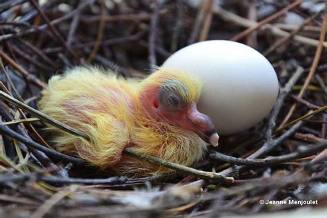 Big Mystery: Baby Pigeons - Have You Seen One?