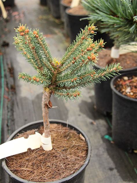 Picea Mariana Twin Peaks Twin Peaks Dwarf Black Spruce Plant Lust