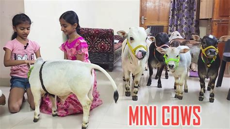 Adorable Mini Cows Visit Our House | They are the Cutest 🥰 | Nadipathy ...