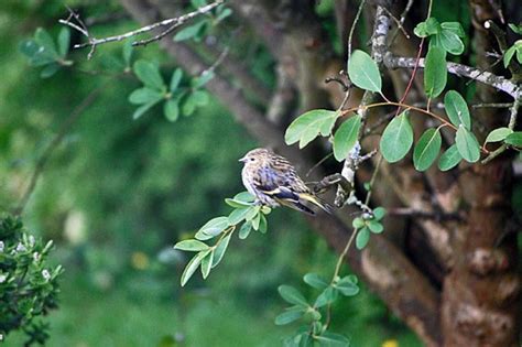 Cornwall Bird Sighting Diary, Birding in Cornwall, Cornwall Birds ...