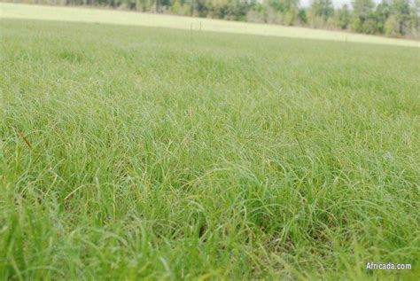 New Hybrid Grass Available Stays Green All Winter Livestock Poultry For Sale In