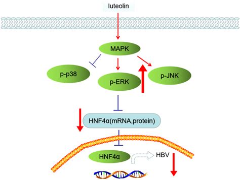 Mechanism by which luteolin regulates HNF4α Hepatocyte nuclear factor