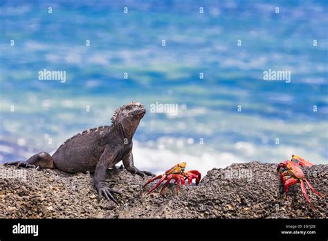 Ecuador Galapagos Islands Santa Cruz Marine Iguana Amblyrhynchus