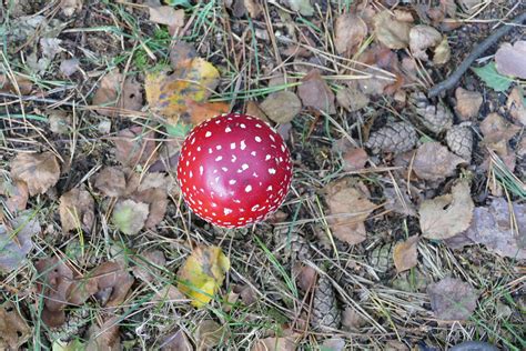 Free Images Fly Agaric Autumn Fungus Grass Edible Mushroom Plant Community 5472x3648