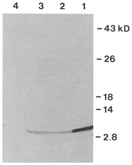 Western Blot Of Synechocystis Sp PCC 6803 Total Cellular Protein