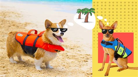 Should Dogs Wear Life Jackets