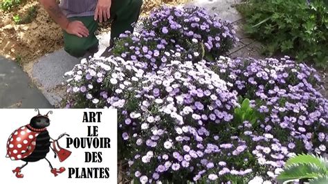 Chaine De Jardinage Aster Comment Faire La Culture Et Division