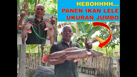 HEBOHHHH Panen Ikan Lele Ukuran Jumbo Menagkap Lele Di Kolam