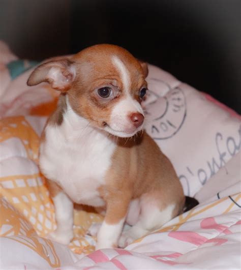 Chiweenie Puppies For Sale | Kinston, NC #290218 | Petzlover