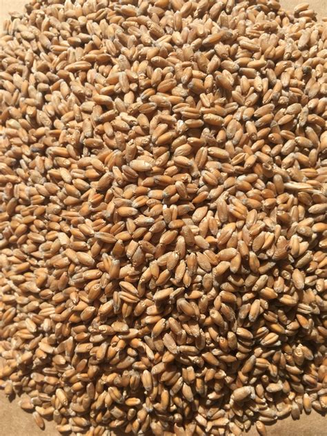 Shop Grains And Flours — Red Tail Grains