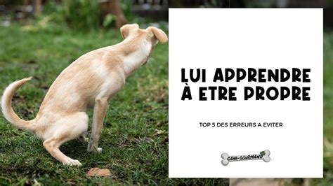 Apprendre A Mon Chiot A Tre Propre Canigourmand