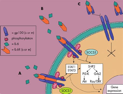 Interleukin 6 Il 6 Can Bind To Both The Soluble S And Membrane