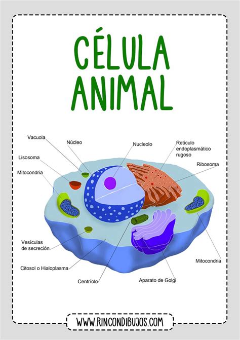 Las Partes De La Celula Animal Rincon Dibujos Célula Animal