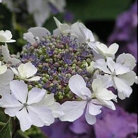 Hydrangea Macrophylla Quadricolor At Loder Plants RH13