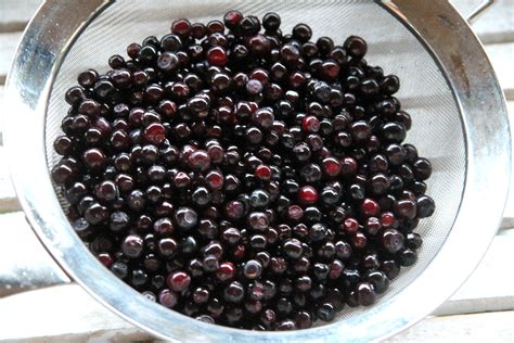 Wild Huckleberry Pie For The Canadian Food Project Just A Smidgen