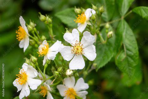 Cherokee Rose Rosa Laevigata Flowers Rosaceae Evergreen Vine Shrub