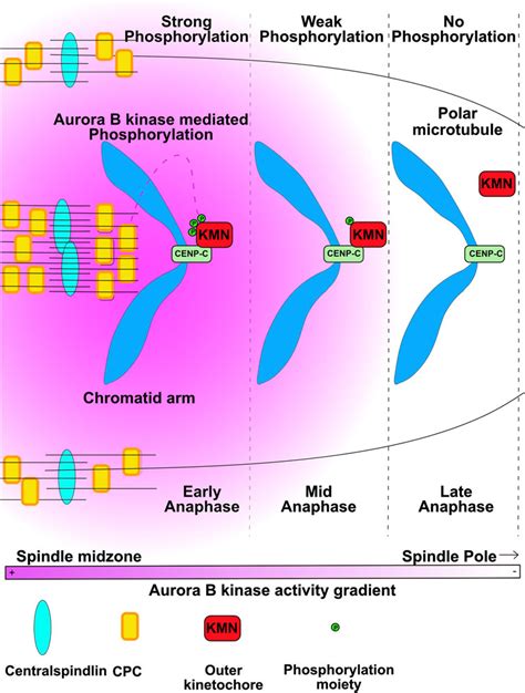 Frontiers Aurora Kinases Generators Of Spatial Control During Mitosis