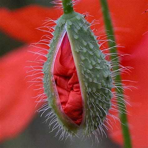 Graines De Coquelicot Papaver Rhoeas Prix 2 05