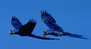 The hyacinth macaw makes a comeback | WWF