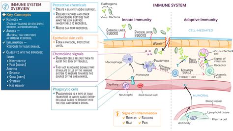 Human Biology: Immune System Overview | ditki medical & biological sciences