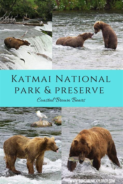 Bears of katmai national park – Artofit