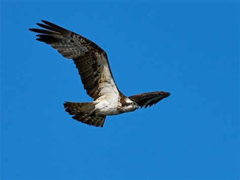 Premium Photo Osprey Pandion Haliaetus